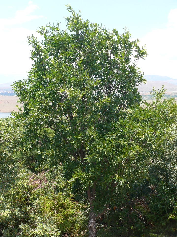 Quercus trojana