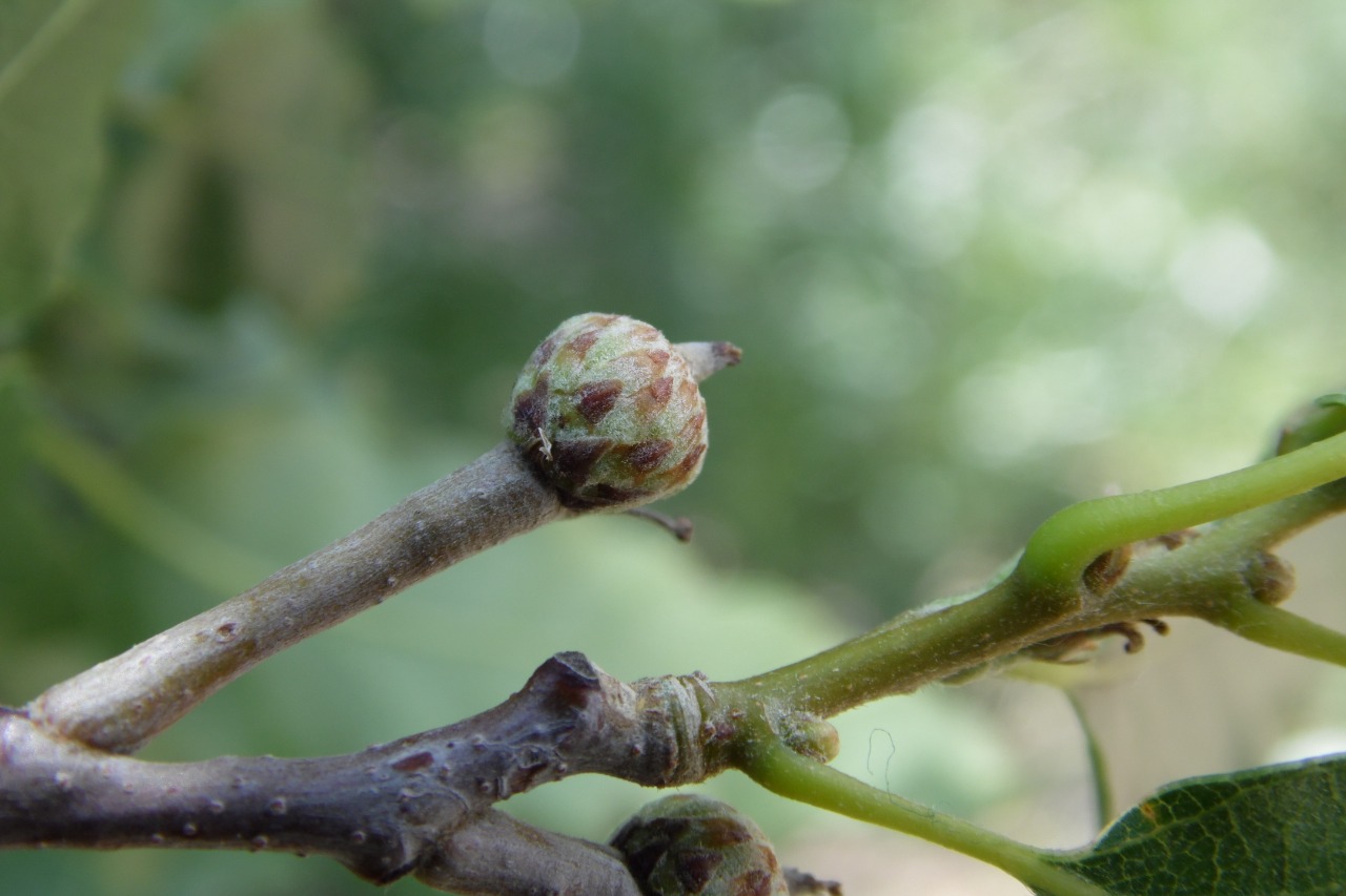 Quercus trojana