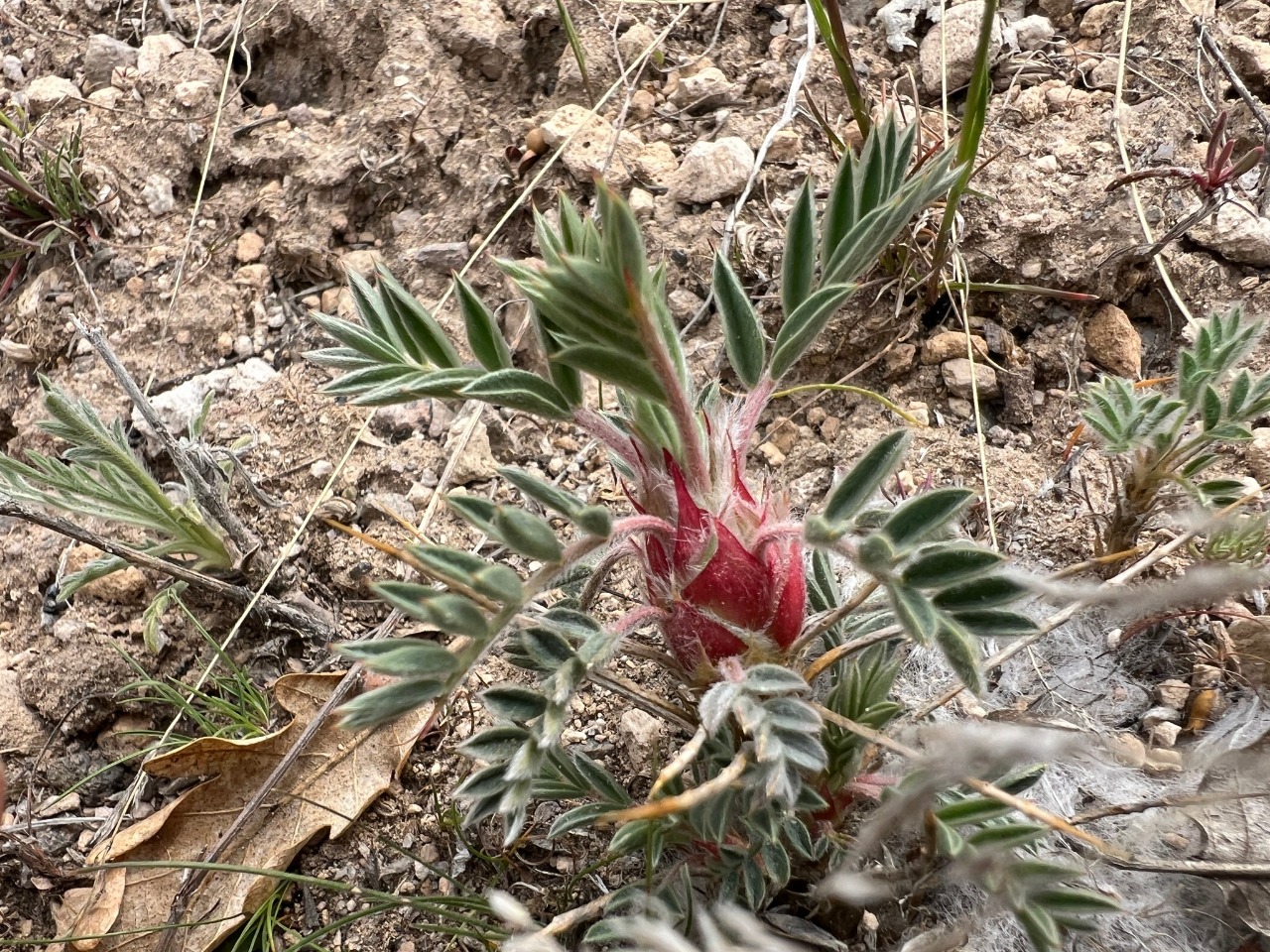 Astragalus kurdicus