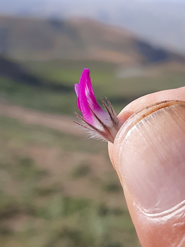 Astragalus kurdicus