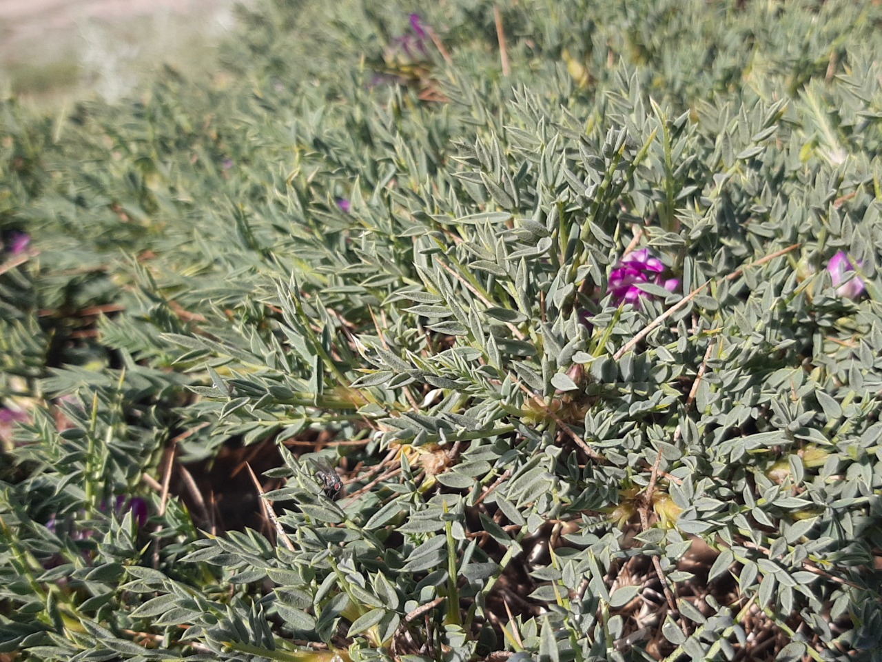 Astragalus kurdicus