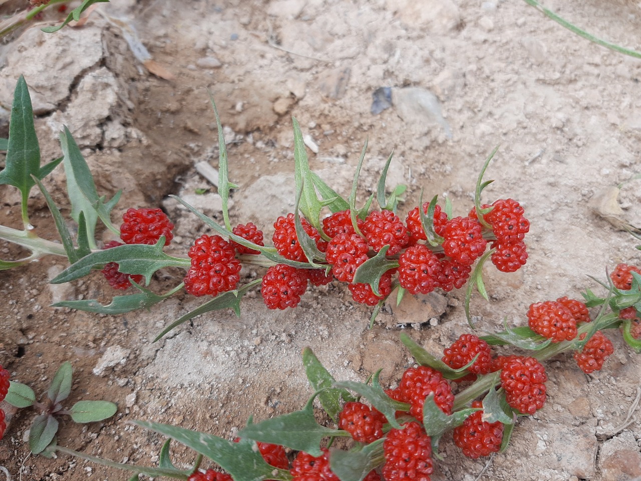 Chenopodium foliosum