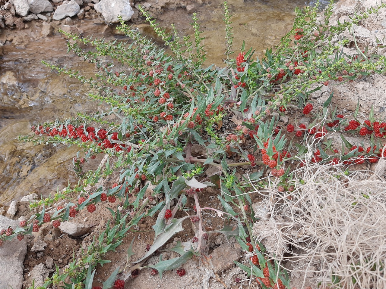 Chenopodium foliosum