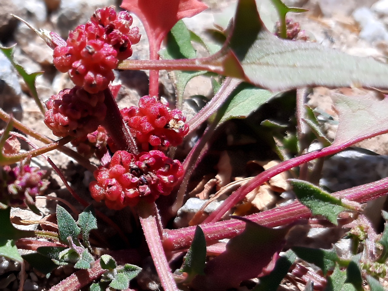 Chenopodium foliosum