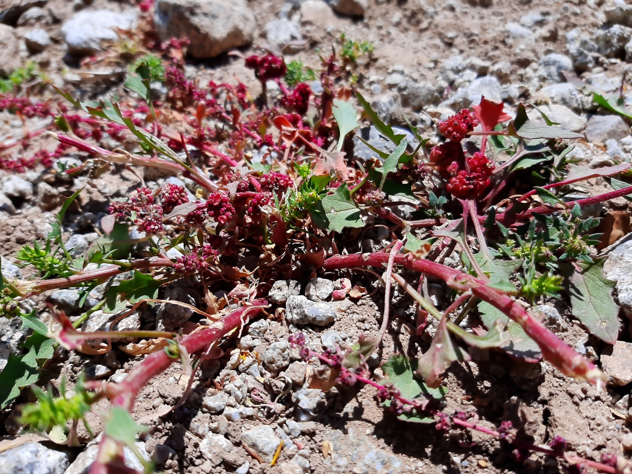 Chenopodium foliosum