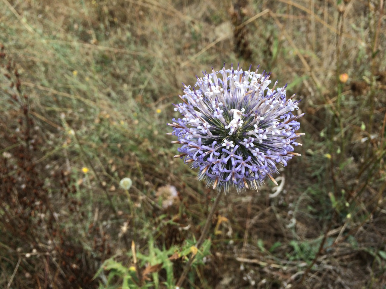 Echinops sp.