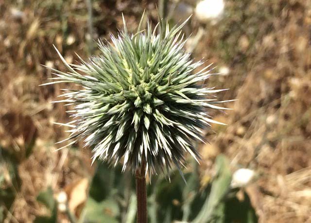 Echinops sp.