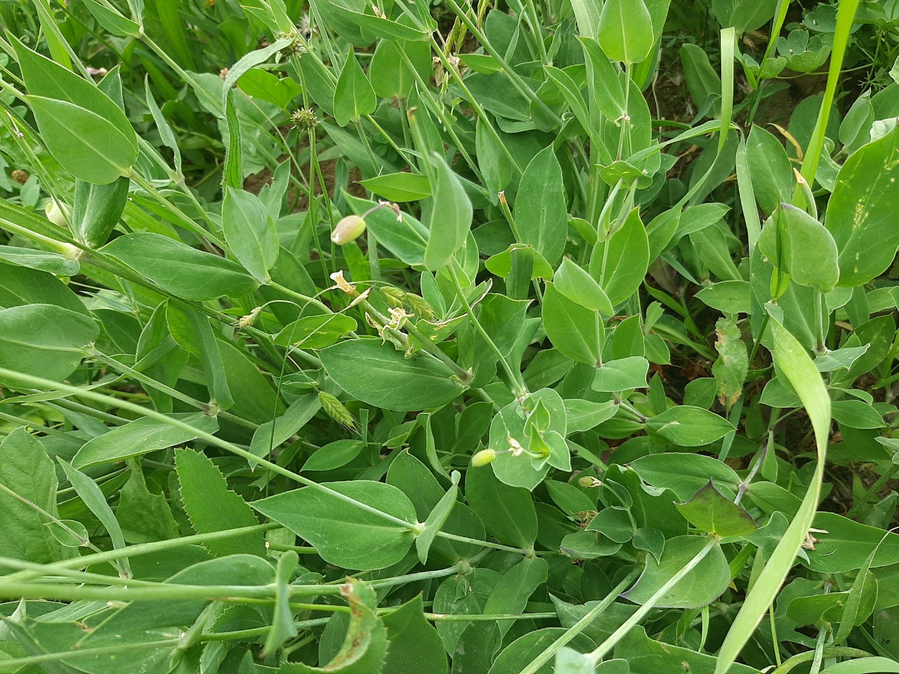 Silene vulgaris