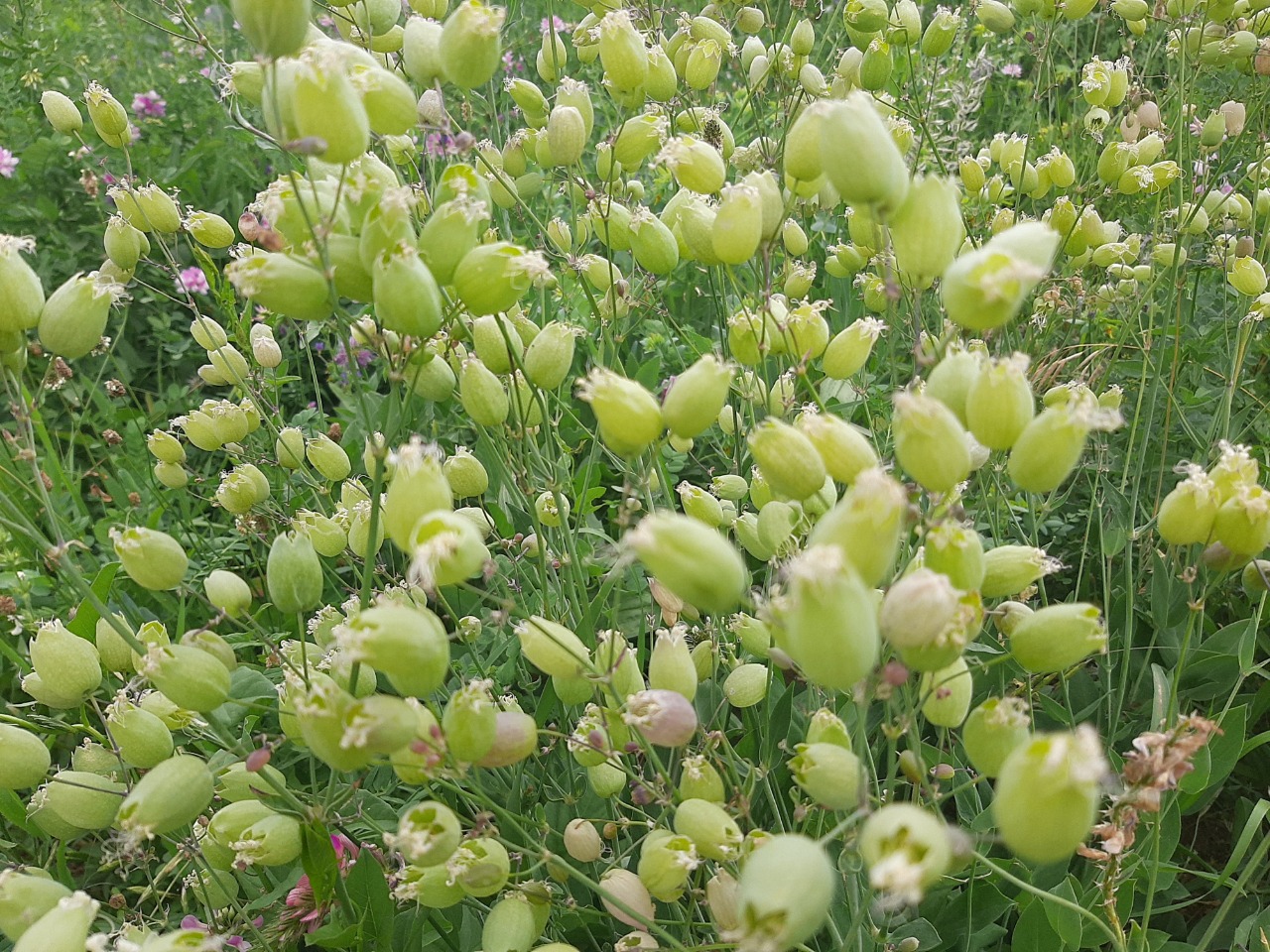 Silene vulgaris