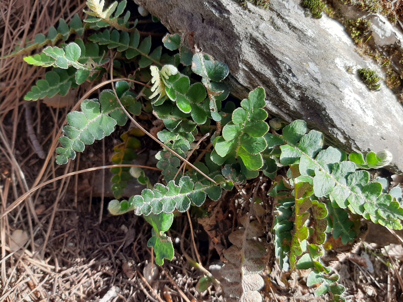 Asplenium ceterach