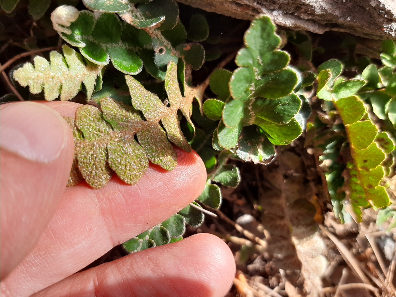 Asplenium ceterach
