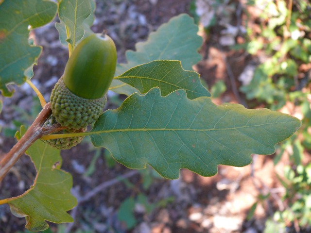 Quercus infectoria