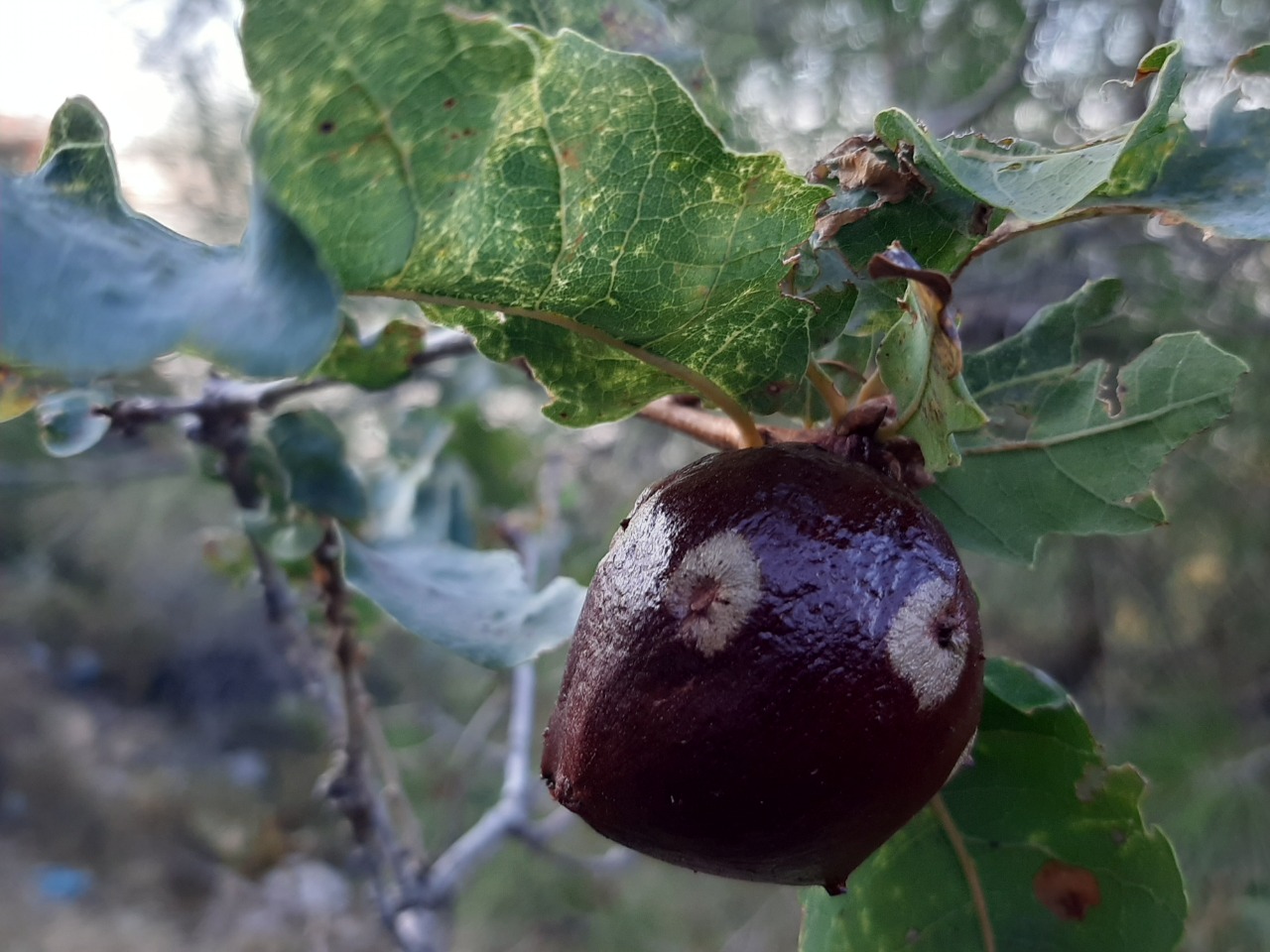 Quercus infectoria