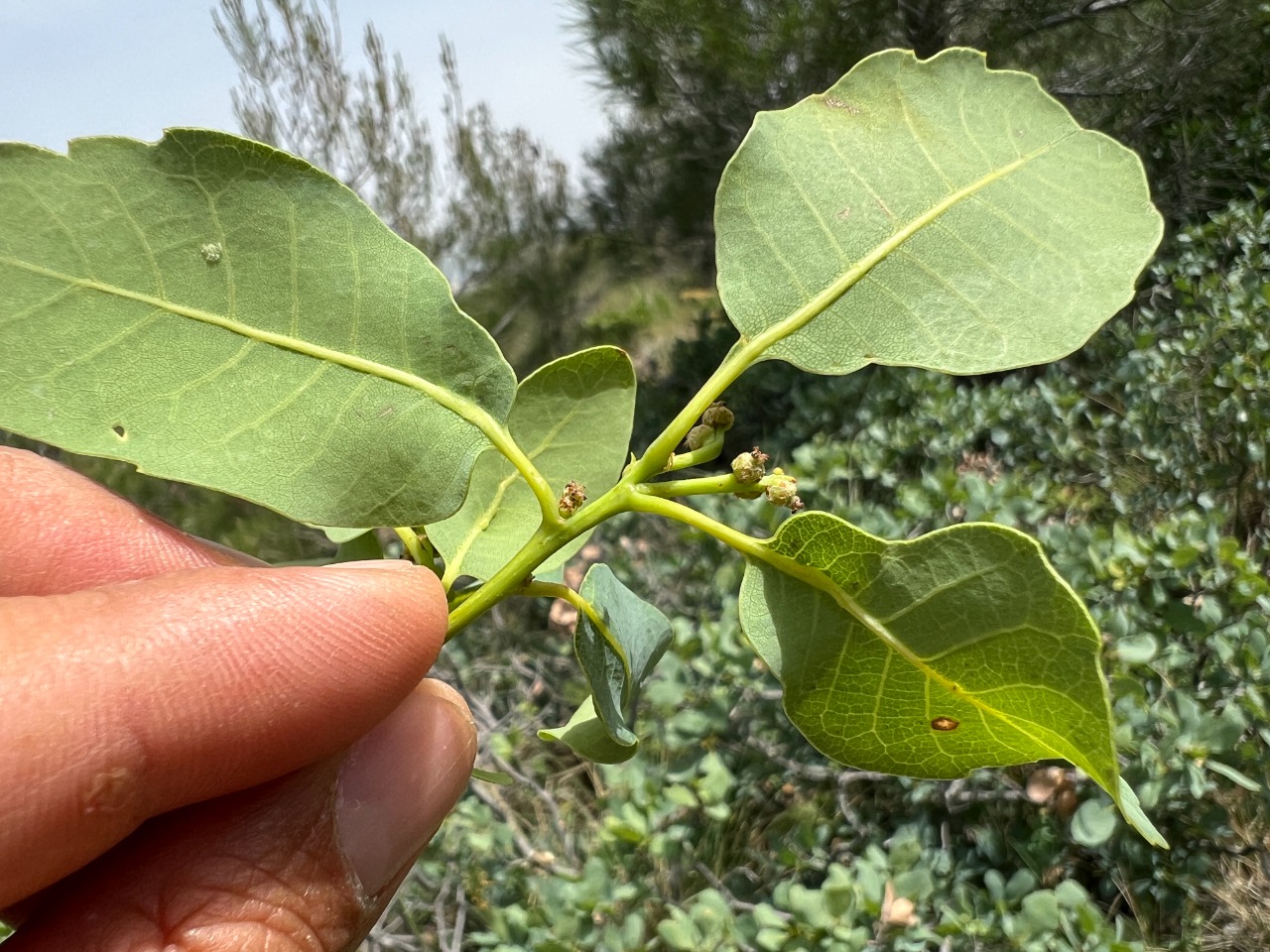Quercus infectoria