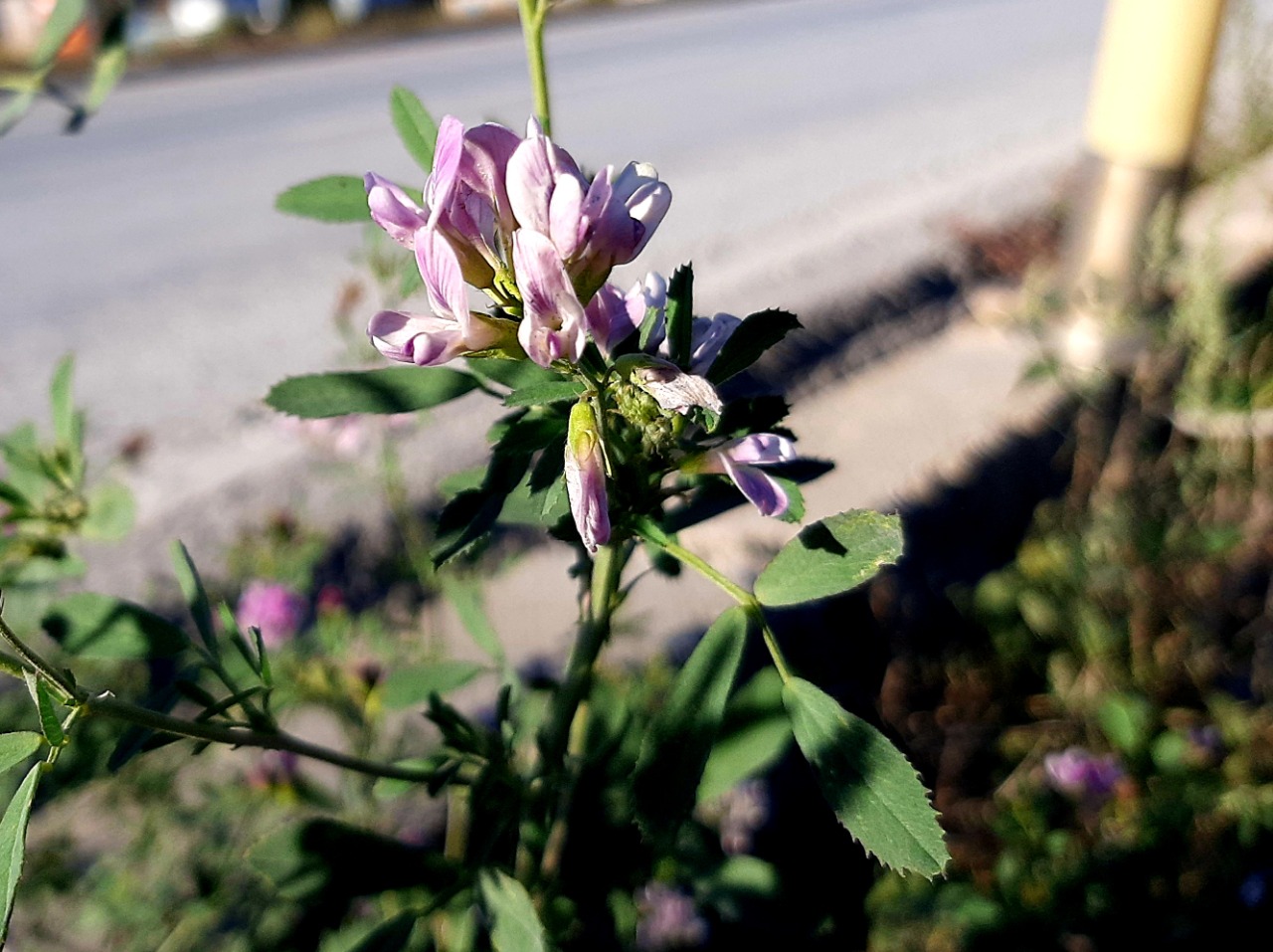 Medicago sativa