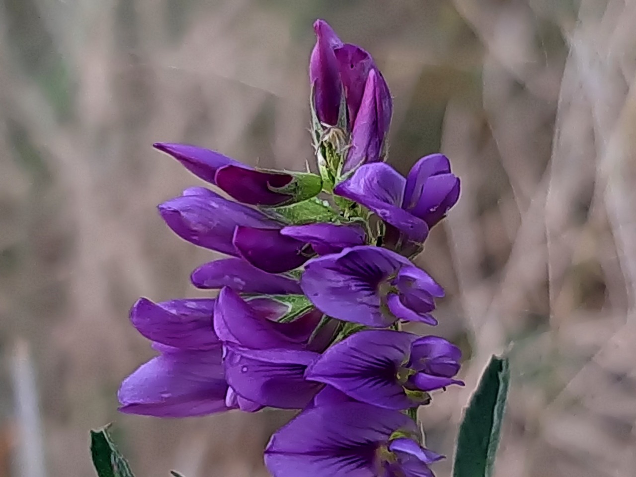 Medicago sativa