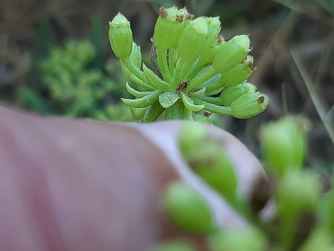 Crithmum maritimum