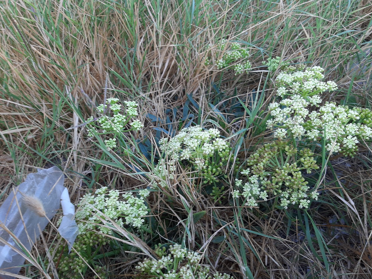 Crithmum maritimum