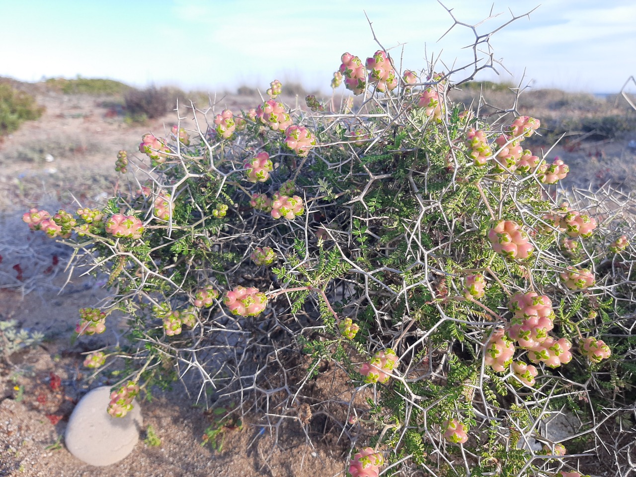 Sarcopoterium spinosum