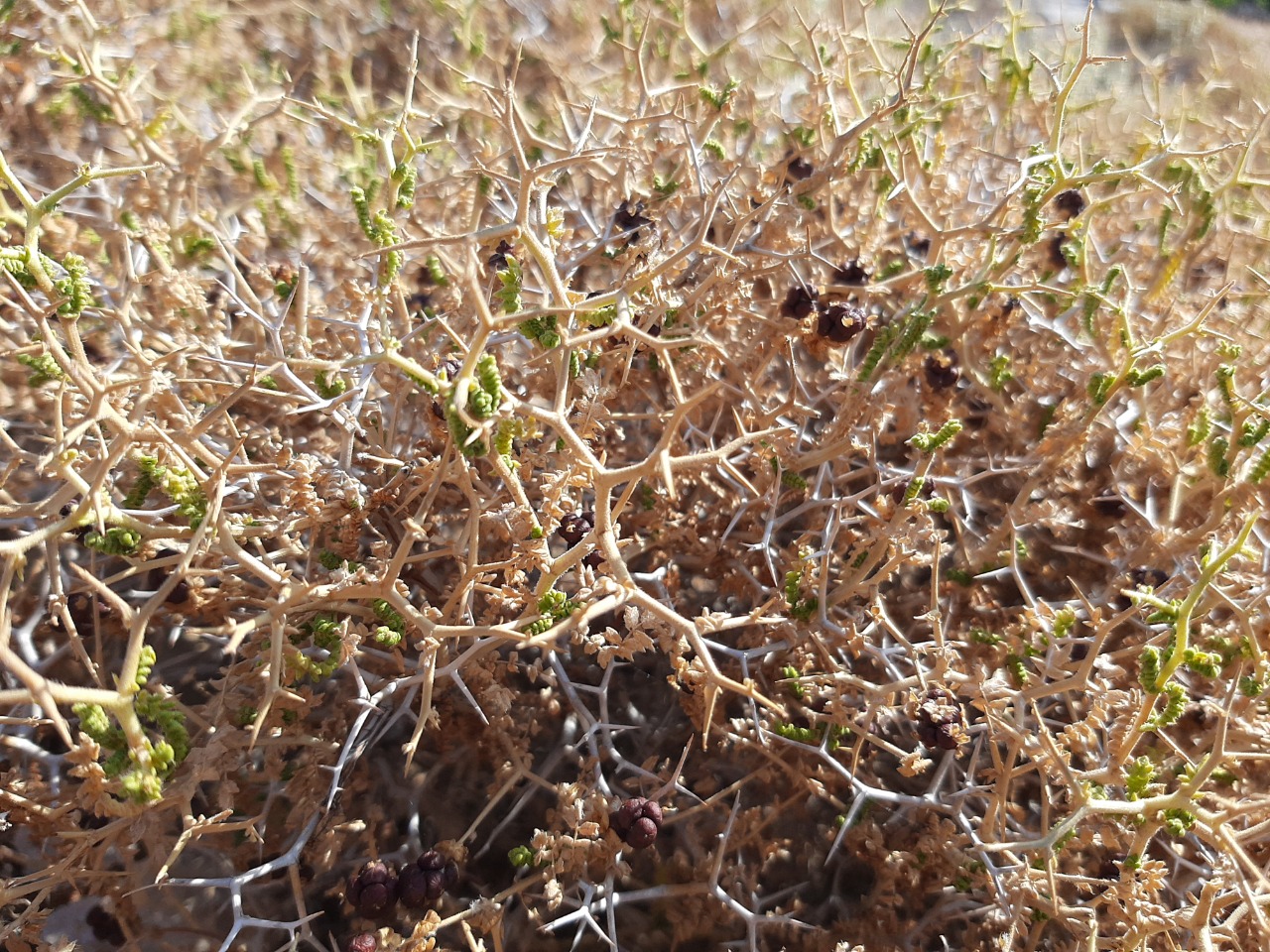 Sarcopoterium spinosum