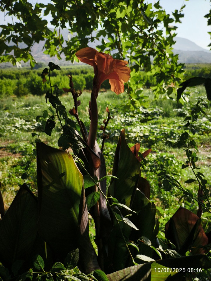 Canna indica