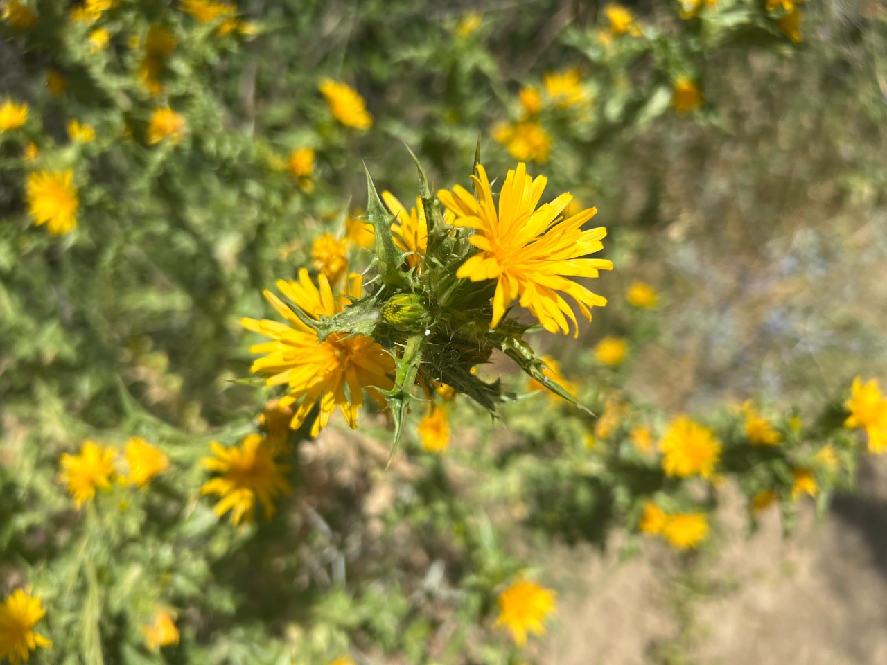 Scolymus hispanicus