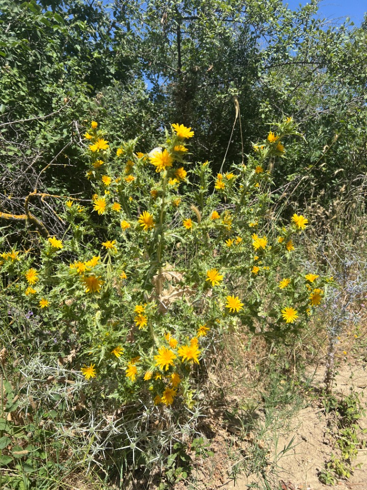 Scolymus hispanicus