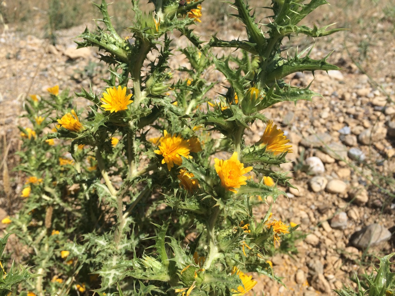 Scolymus hispanicus