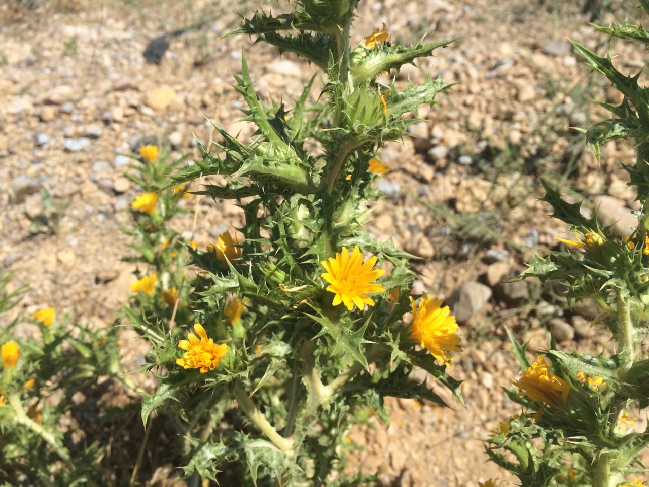 Scolymus hispanicus