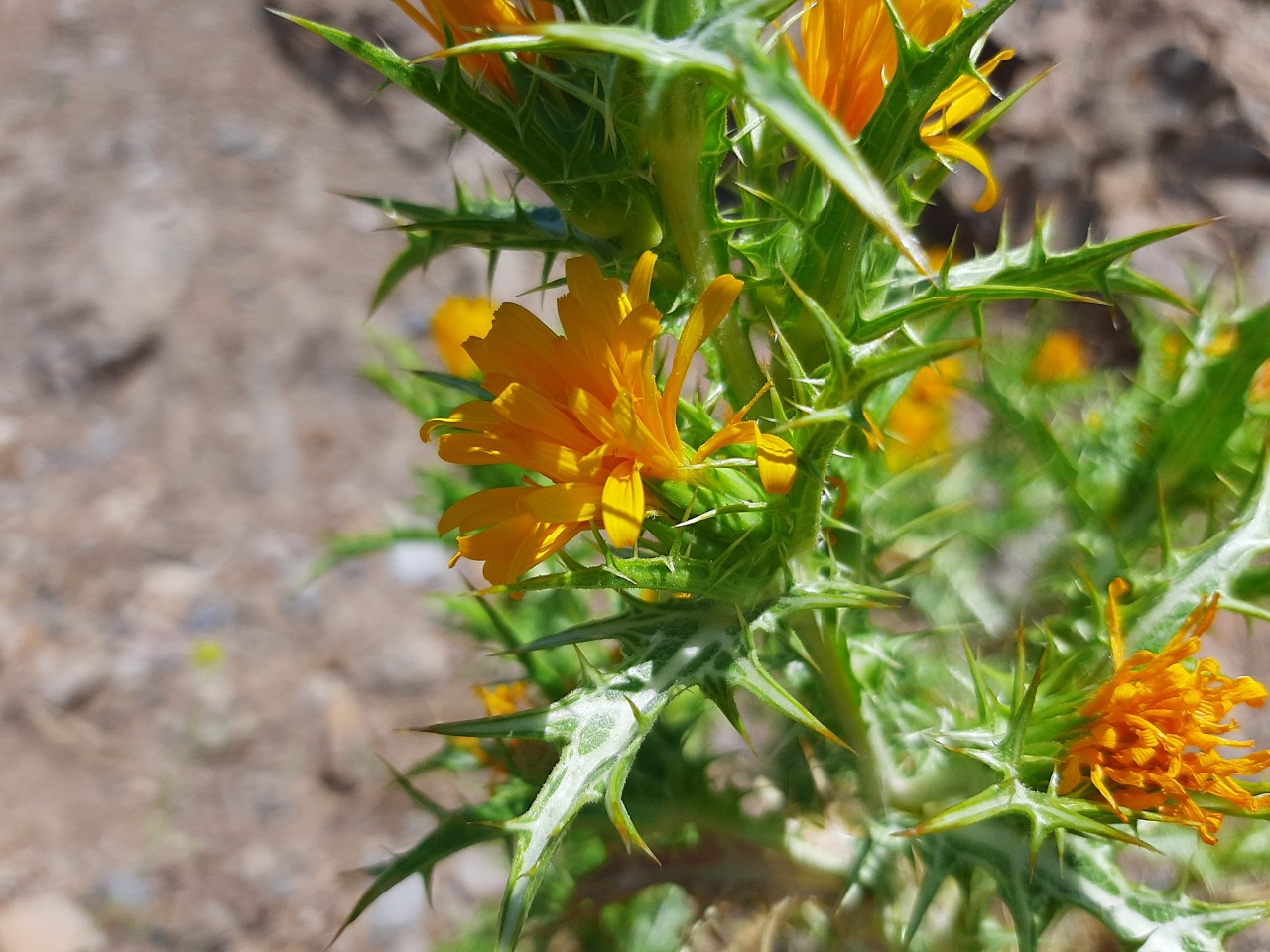 Scolymus hispanicus