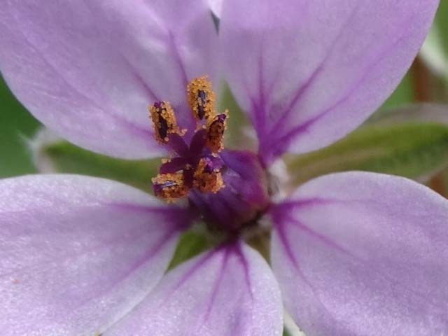 Erodium cicutarium