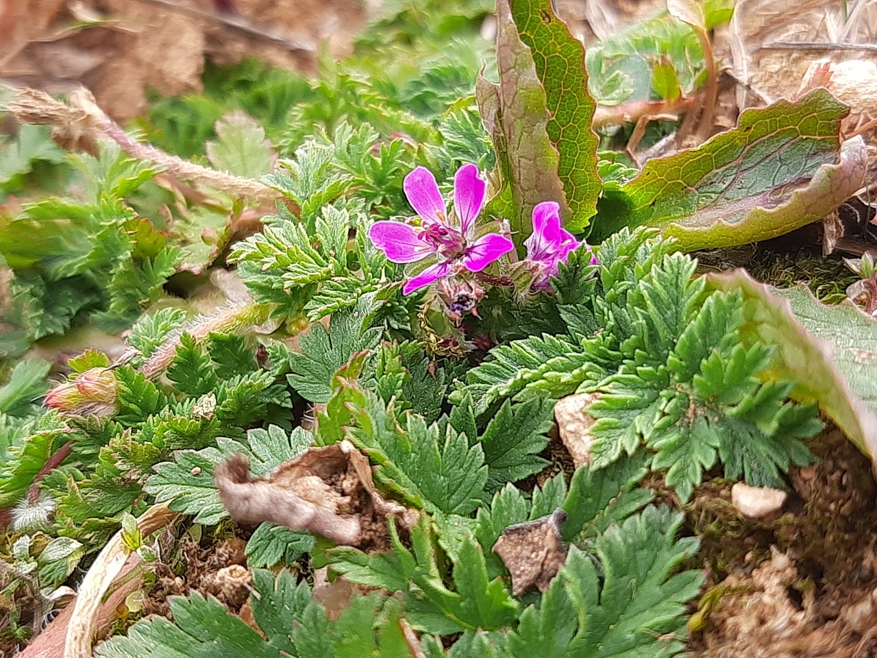 Erodium cicutarium