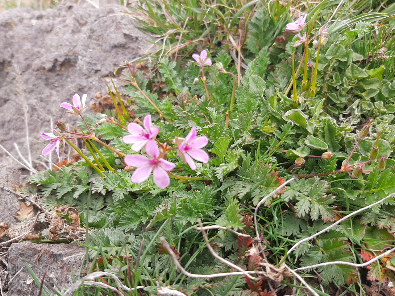 Erodium cicutarium