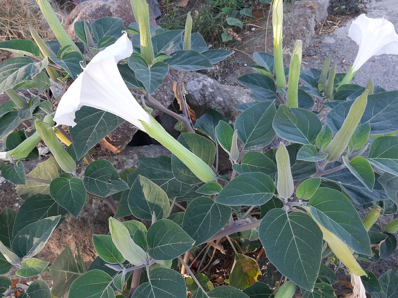 Datura innoxia