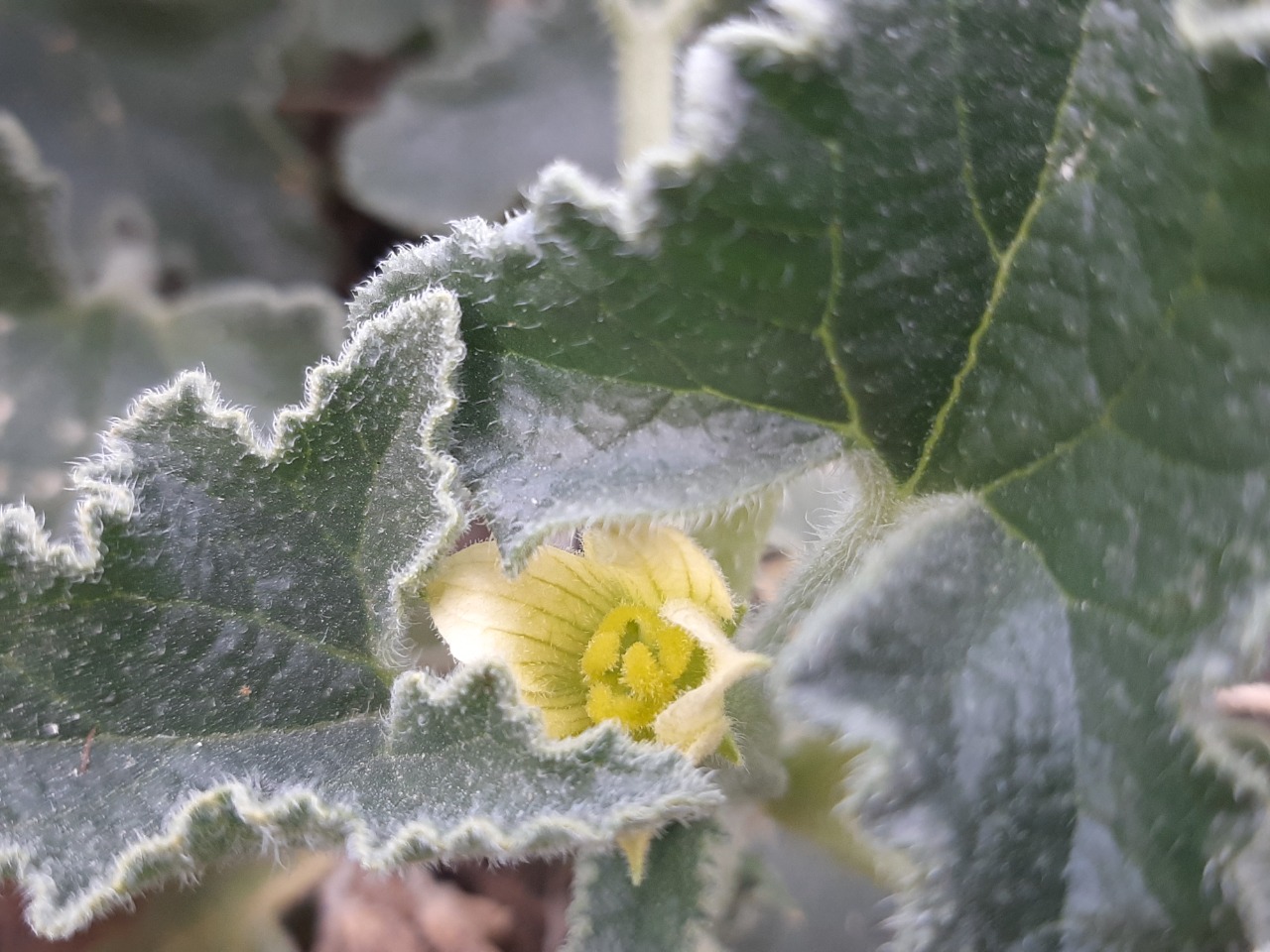 Ecballium elaterium