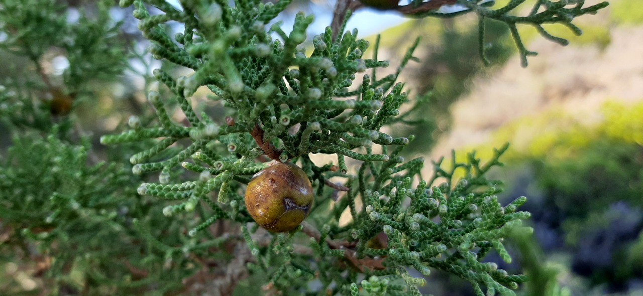 Juniperus phoenicea