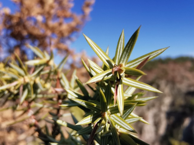 Juniperus oxycedrus
