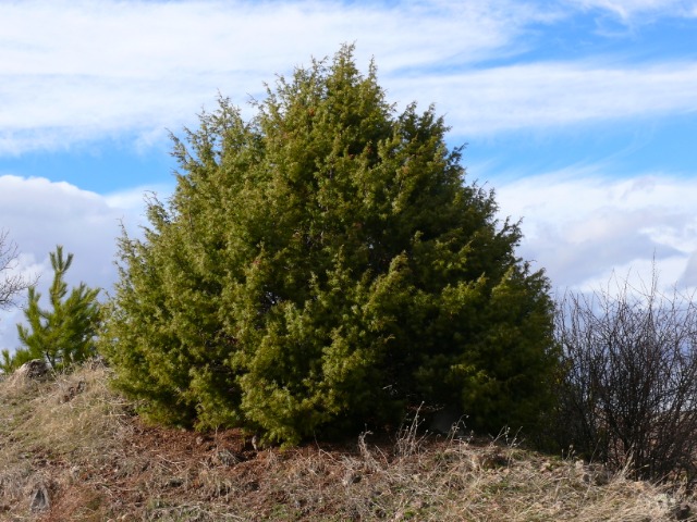 Juniperus oxycedrus