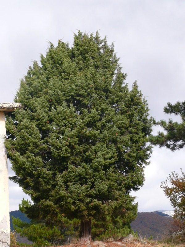 Juniperus oxycedrus