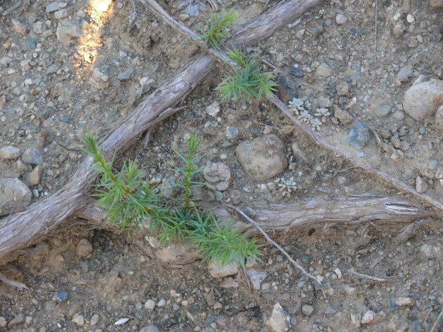 Juniperus oxycedrus