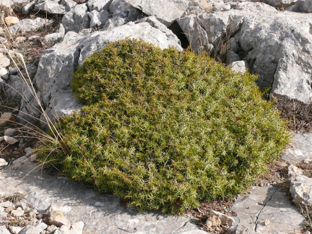 Juniperus oxycedrus