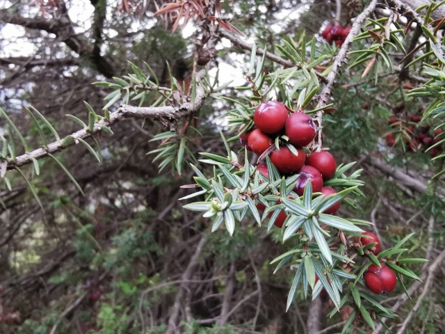 Juniperus oxycedrus