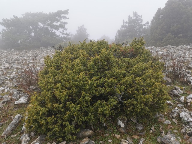 Juniperus oxycedrus