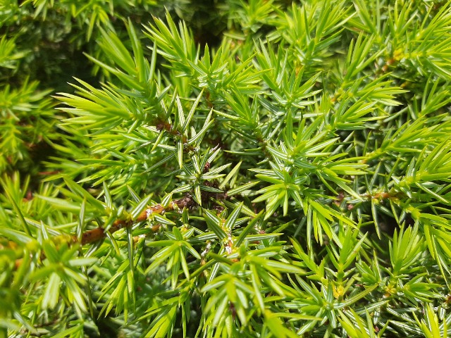 Juniperus oxycedrus