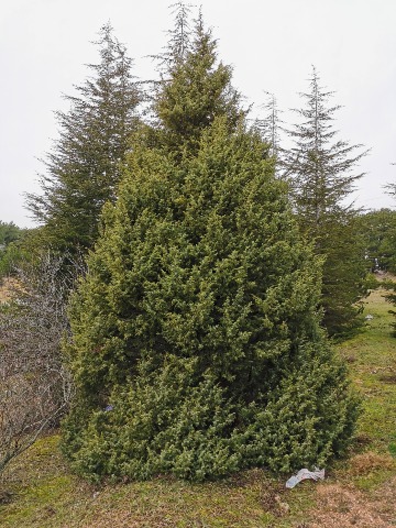 Juniperus oxycedrus