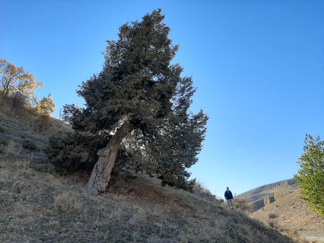 Juniperus oxycedrus