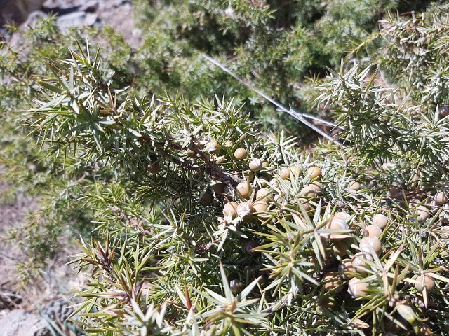 Juniperus oxycedrus