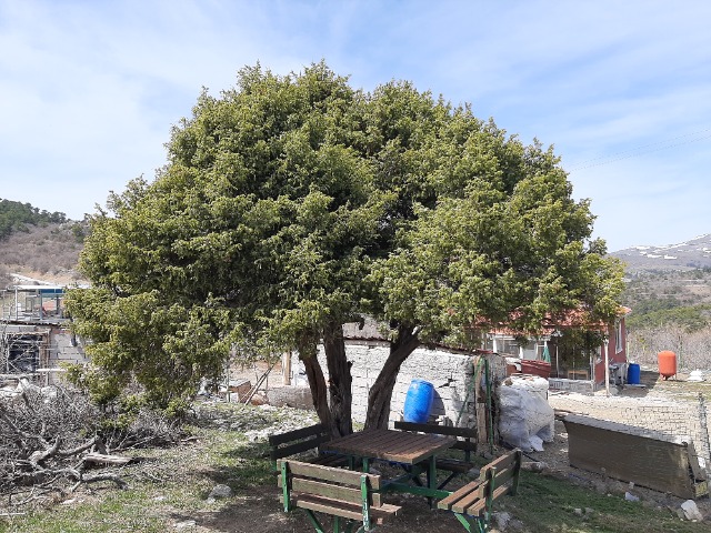 Juniperus oxycedrus