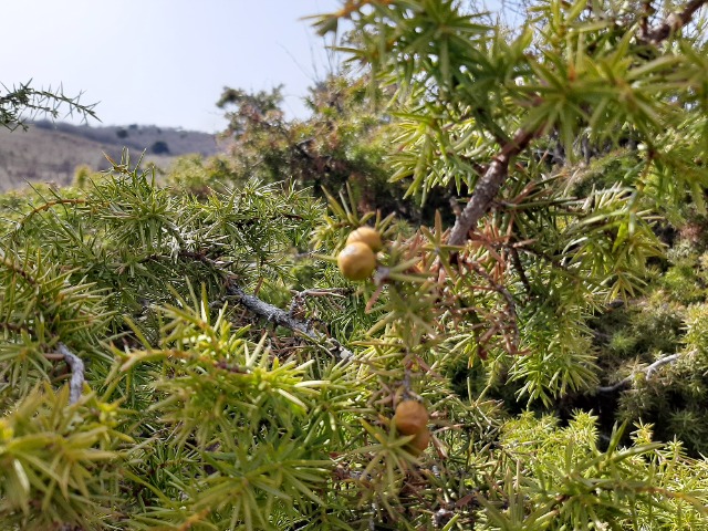 Juniperus oxycedrus