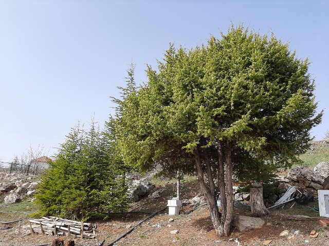 Juniperus oxycedrus